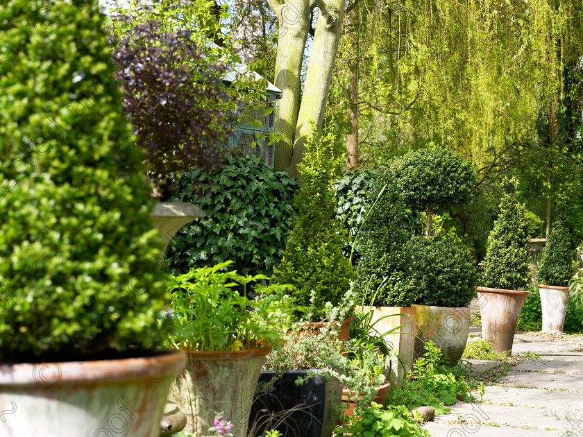 West Malling-1 
 Anne brought many plants in pots from her old house. 
 Keywords: garden Kent flowers flower beds pots scuplture town garden statues