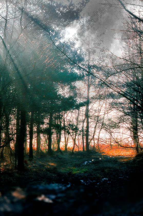 Misty3 
 Keywords: woods, trees, landscape, countryside, mist, misty, atmosphere,