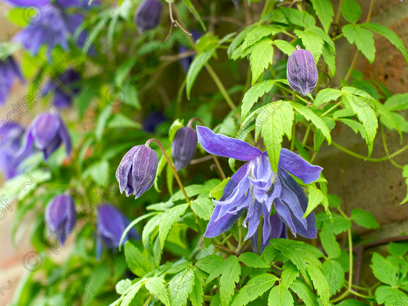 Dormers-13 
 Clematis alpina "Frankie" 
 Keywords: garden west sussex sussex flowers flower beds chalk countryside clematis Clematis Frankie