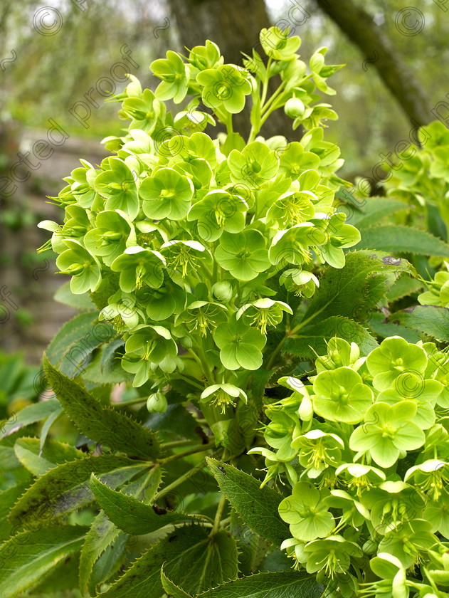 Dormers-1 
 Euphorbia characias subsp. wulfenii 
 Keywords: garden west sussex sussex flowers flower beds chalk countryside euphorbia characias subsp wulfenii