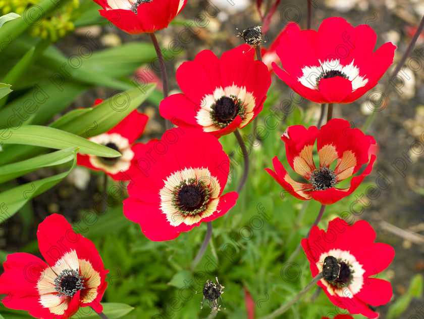 Dormers-12 
 Anemone pavonina 
 Keywords: garden west sussex sussex flowers flower beds chalk countryside red Anemone Anemone pavonina