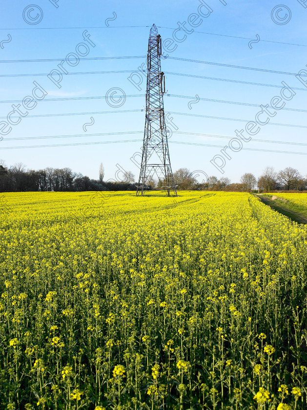 Pylon & yellow-003 
 Electricity pylon in a yellow field. 
 Keywords: electricity, pylon, field, yellow, farm, countryside, U.K., west, sussex,