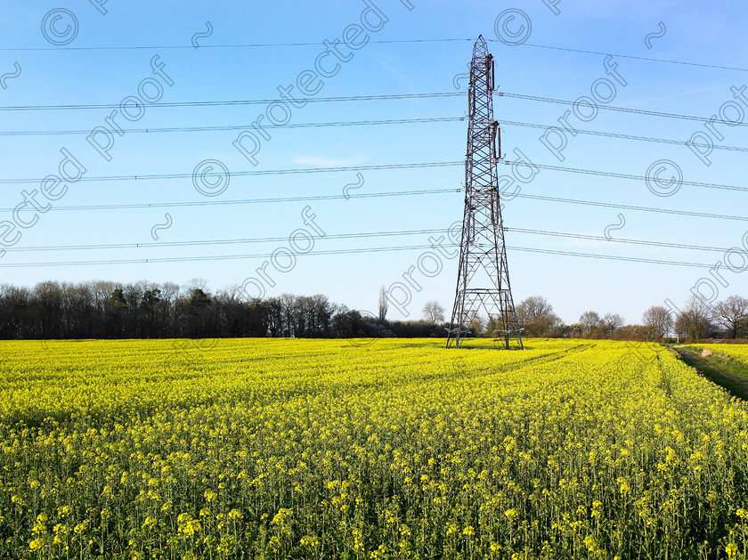 Pylon & yellow-001 
 Electricity pylon in a yellow field 
 Keywords: yellow, field, pylon, electricity, farm, U.K., countryside, west sussex,