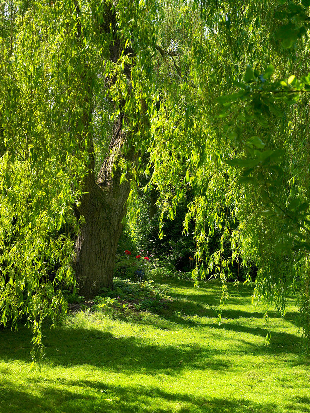 Wildlife garden-11 
 Jean intends to try to grow a wildlife meadow under the old willow next year 
 Keywords: garden sussex flowers wildlife wild willow