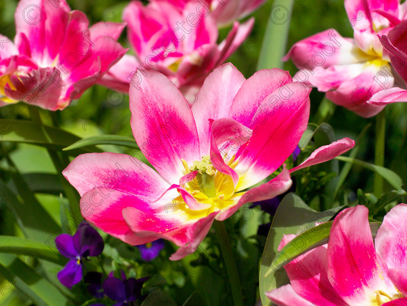 West Malling-17 
 Tulipa "Peachblossom". 
 Keywords: garden Kent flowers flower beds pots scuplture town garden statues tulip Tulipa Peachbossom