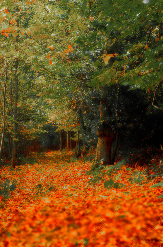 MistyF 
 Keywords: woods, trees, landscape, countryside, mist, misty, atmosphere, orange, leaves, autumn