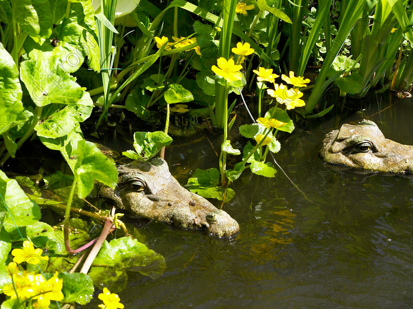 West Malling-20 
 Evil eyed crocodiles in the undergrowth are plastic heads brought from South Africa as a present by one of Anne's daughters. 
 Keywords: garden Kent flowers flower beds pots scuplture town garden statues crocodiles