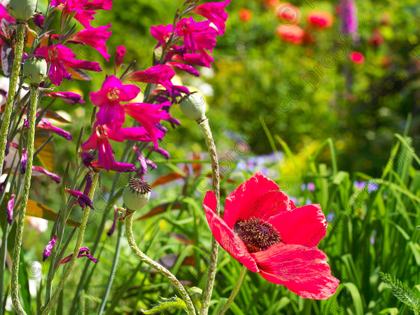 Wildlife garden-15 
 Gladiolus communis subs. byzanitinus. 
 Keywords: garden sussex flowers wildlife wild gladioli Gladiolus communis subs. byzanitinus