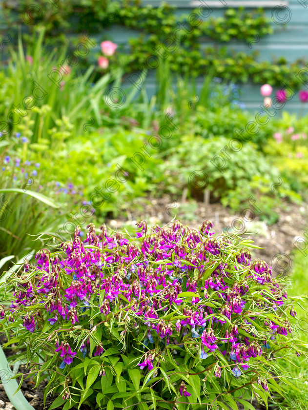 Dormers-4 
 Lathrus vernus makes a good showing. 
 Keywords: garden west sussex sussex flowers flower beds chalk countryside Lathrus vernus pea