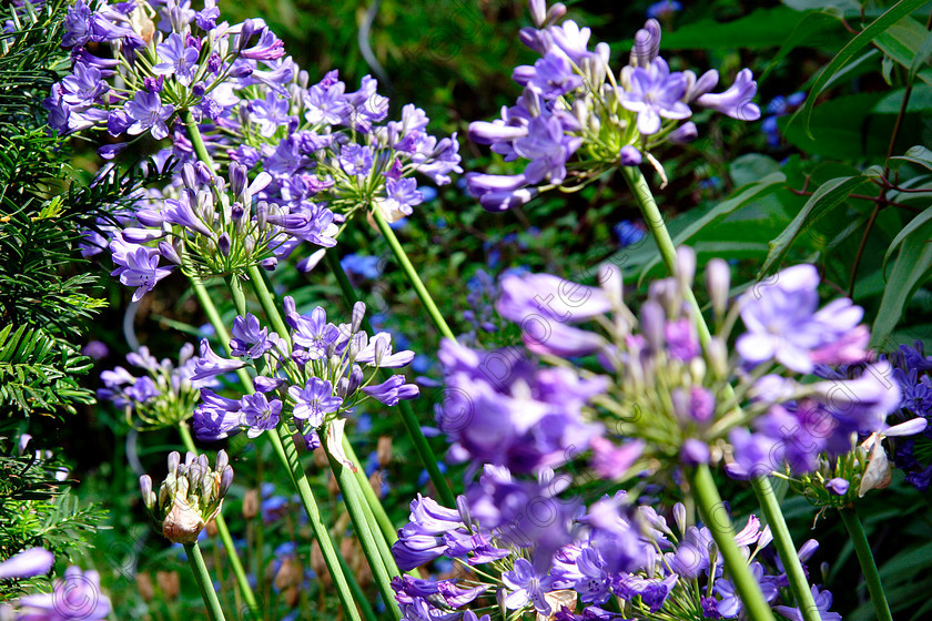 Agapanthus 
 Keywords: flower, blue, agapanthus, garden