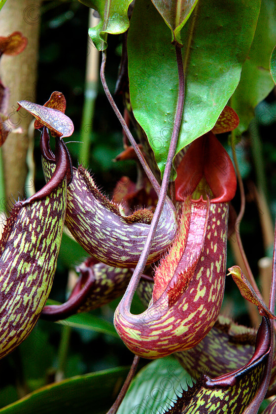 Carnivorous 1 
 Nepenthes 'Director G.T.Moore', trees, hanging, carnivorous, plant, tropical, exotic