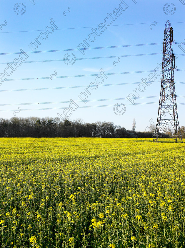 Pylon & yellow-005 
 Electricity pylon in a yellow field. 
 Keywords: electricity, pylon, field, yellow, farm, countryside, U.K., west, sussex,