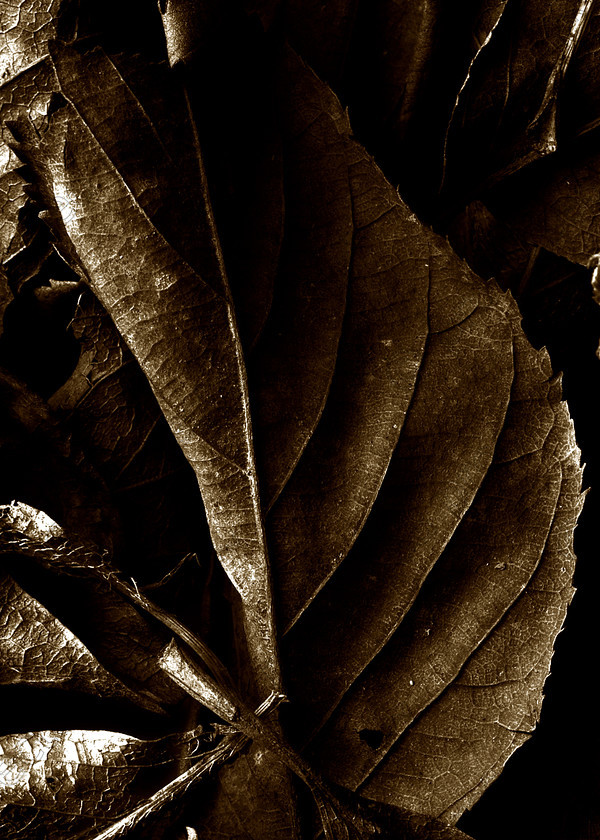 Brown leaves 
 Brown leaves 
 Keywords: brown, leaves, autumn, garden, still life,