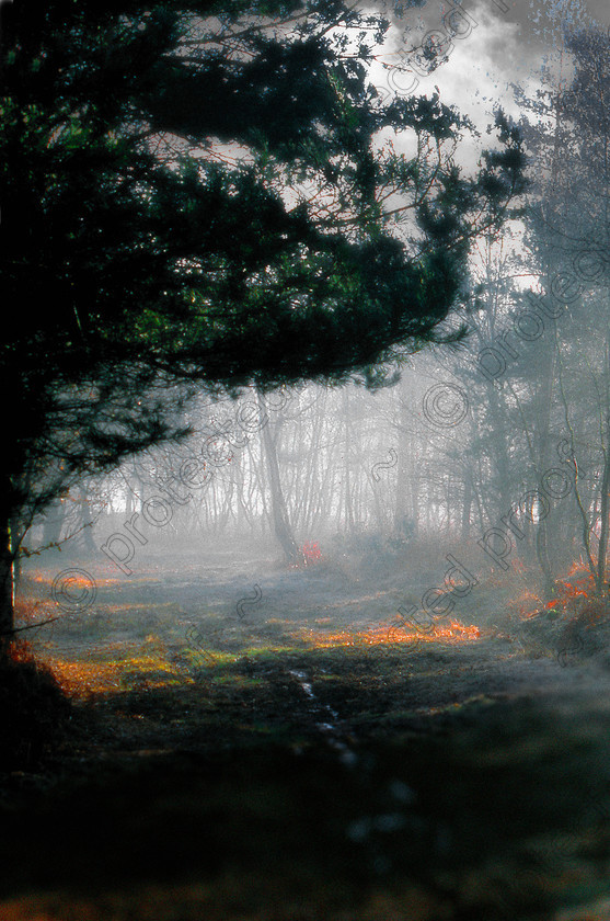 Misty A 
 Keywords: woods, trees, landscape, countryside, mist, misty, atmosphere