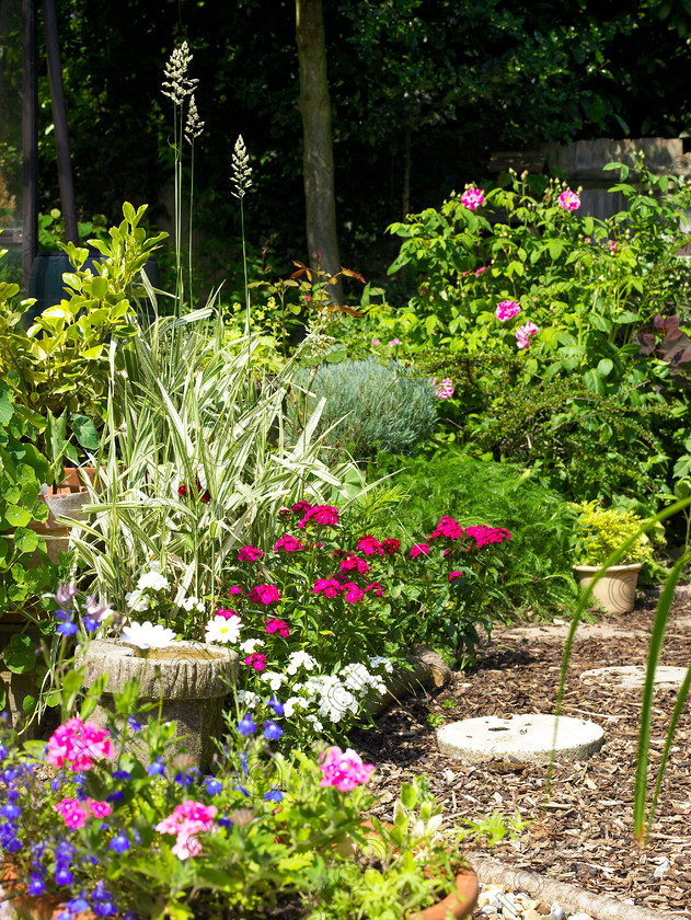 Wildlife garden-14 
 Sweet William Dianthus barbatus is one of Jean's favourite flowers. 
 Keywords: garden sussex flowers wildlife wild Sweet William Dianthus barbatus