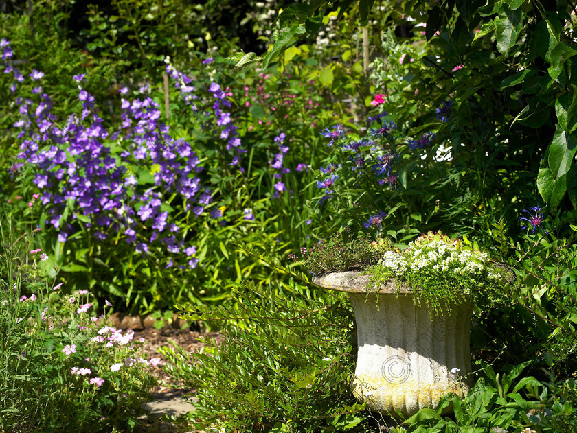 Wildlife garden-6 
 Campanulas & Foxgloves remind Jean of her Grandfather's garden. 
 Keywords: garden sussex flowers wildlife wild Foxgloves Campanulas pot urn