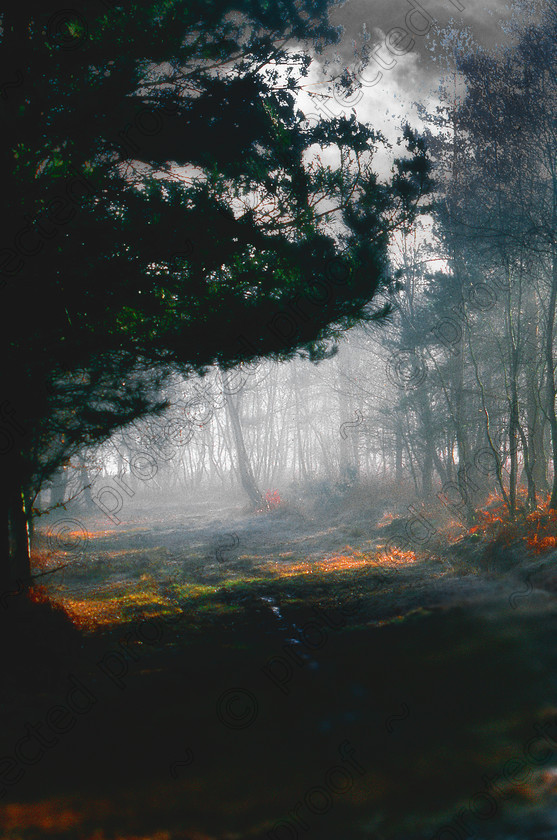 MistyD 
 Keywords: woods, trees, landscape, countryside, mist, misty, atmosphere,