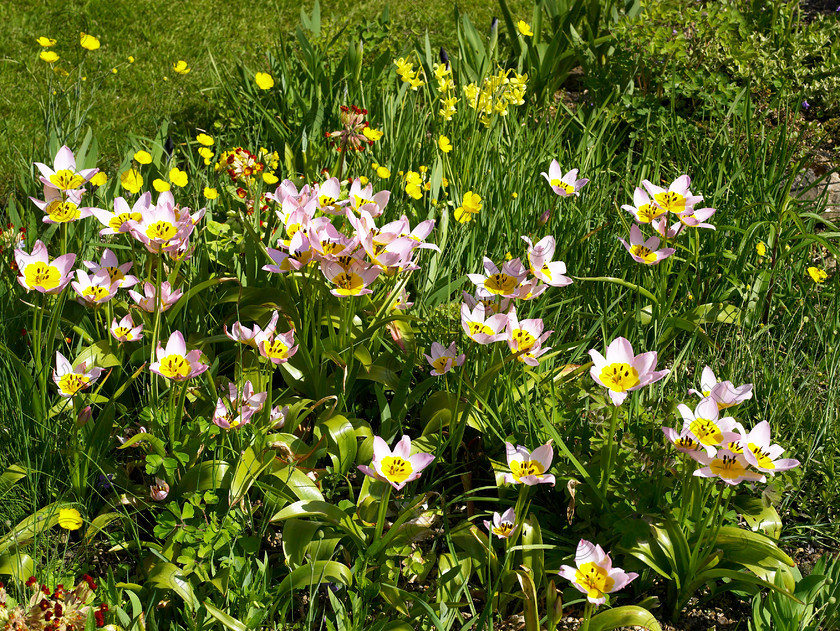 Loose-15 
 Tulipa saxatilis. Bakeri Group. 
 Keywords: garden kent rockeries alpines flowers bungalow flower beds rockery Tulipa saxatilis Bakeri Group