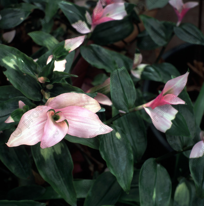 Tradescantia maidens blush 
 Tradescantia 'MAIDENS BLUSH' flower 
 Keywords: flower garden pink tradescantia maidens blush plant countryside