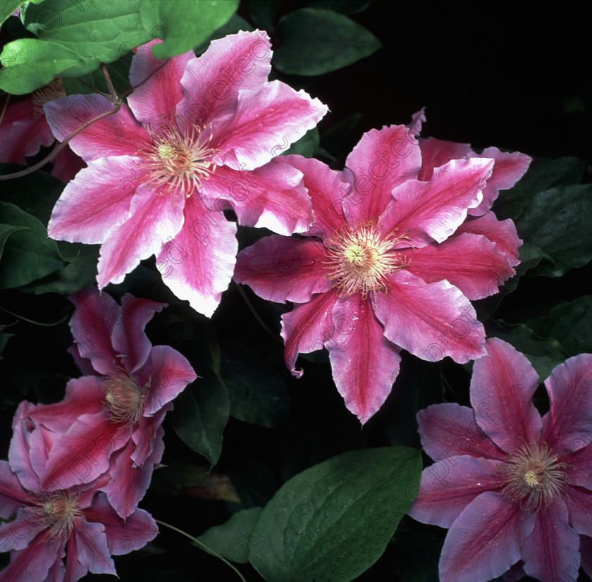 Clematis bees jubilee 
 Clematis 'BEES JUBILEE' flower 
 Keywords: flower garden pink and white climber plant countryside