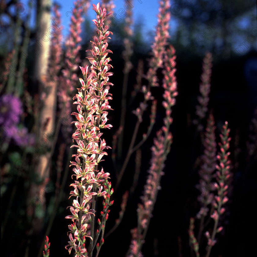 Francoa 
 Francoa flower 
 Keywords: flower garden pink & white plant countryside