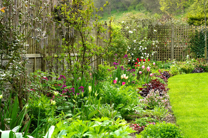 Dormers-19 
 In the maroon, pink & white border, maroon & green leaved Heucheras alternate as edging. 
 Keywords: garden west sussex sussex flowers flower beds chalk countryside maroon pink white Heucheras