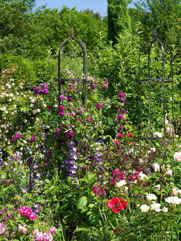 Wildlife garden-3 
 The roses 'Cardinal de Richelieu', William Shakespeare' & 'William Morris' keep company in this bed. 
 Keywords: garden sussex flowers wildlife wild roses Cardinal de Richelieu William Shakespeare William Morris flower bed