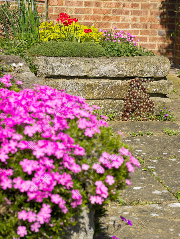 Loose-13 
 Raised bed with Phlox borealis at the front & Tulipa linifolia & Aethionema 'Warley Rose' behind. 
 Keywords: garden kent rockeries alpines flowers bungalow flower beds rockery raised beds Phlox borealis Tulipa linifolia Aethionema