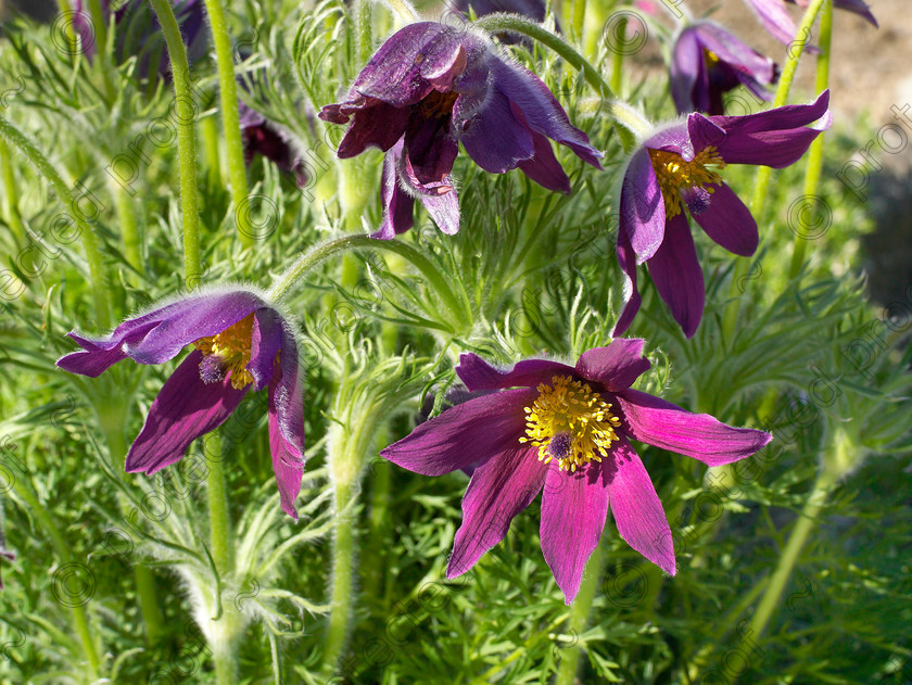 Loose-18 
 Pulsatilla vulgaris not only has beautiful flowers but lovely fluffy seed heads. "Every garden should have them", says Mike. "They are excellent value". 
 Keywords: garden kent rockeries alpines flowers bungalow flower beds rockery Pulsatilla vulgaris purple