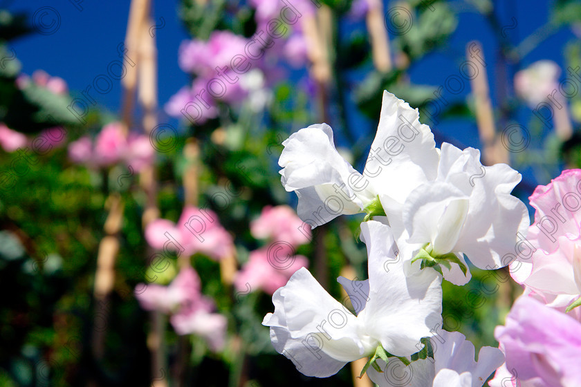 Sweetpeas 
 Keywords: flower sweetpea pink white