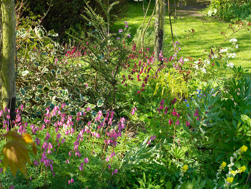 Loose-11 
 Shade lovers Dicentras, Trillijms Erythroniums, Epimediums & many varieties of Anenome nemerosa live happily under the trees. 
 Keywords: garden kent rockeries alpines flowers bungalow flower beds rockery shade lovers Dicentras Trillijms Erythroniums Epimediums Anemone nemerosa