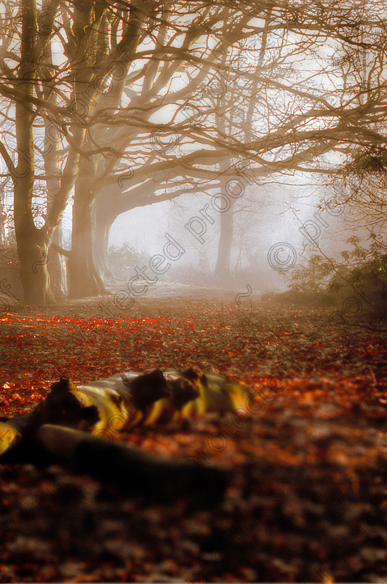 MistyJ 
 Keywords: woods, trees, landscape, countryside, mist, misty, atmosphere, brown