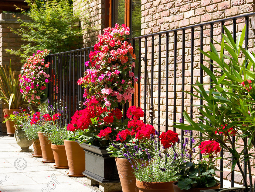 Surrey-004 
 Keywords: flowers, pots, brick, railings, home, house, england