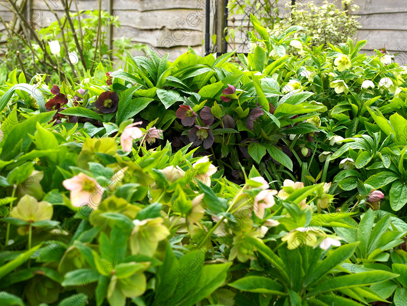 Dormers-3 
 Hellebores flourish on chalk. 
 Keywords: garden west sussex sussex flowers flower beds chalk countryside Hellebores