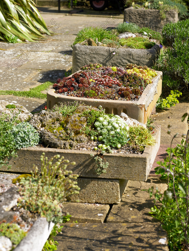 Loose-14 
 Many of the numberous troughs in the garden came from a previous house. 
 Keywords: garden kent rockeries alpines flowers bungalow flower beds rockery troughs succulants