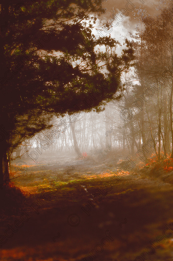 MistyC 
 Keywords: woods, trees, landscape, countryside, mist, misty, atmosphere, brown