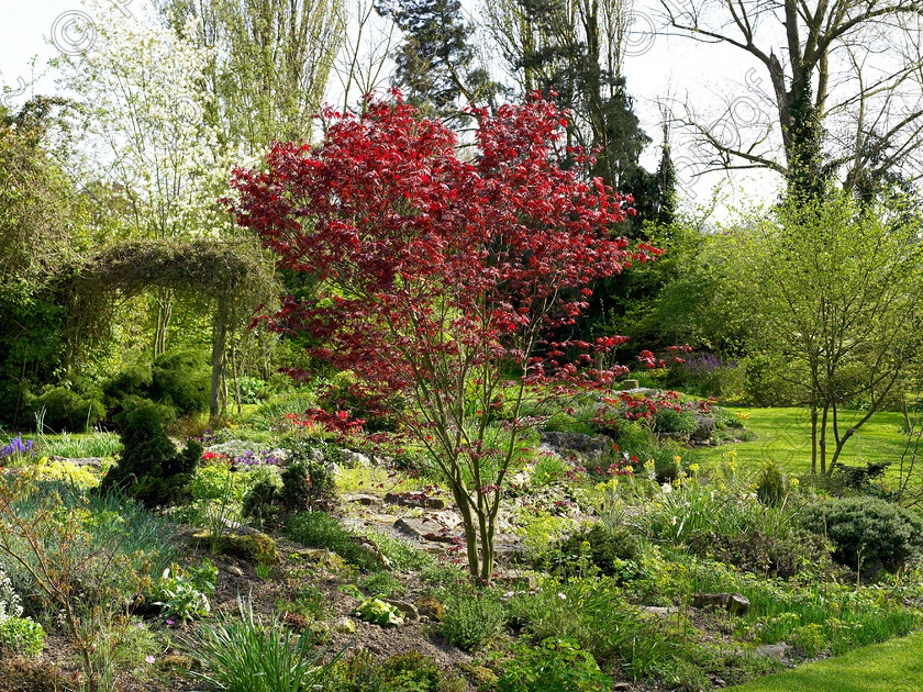 Loose-6 
 Acer palmatum 
 Keywords: garden kent rockeries alpines flowers bungalow acer palmatum