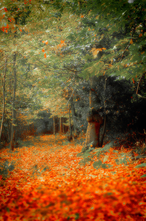 MistyH 
 Keywords: woods, trees, landscape, countryside, mist, misty, atmosphere, orange, leaves, autumn