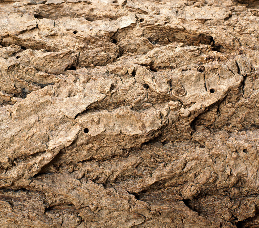 Bark 
 Keywords: Tree, bark, texture, wood, woodworm, brown