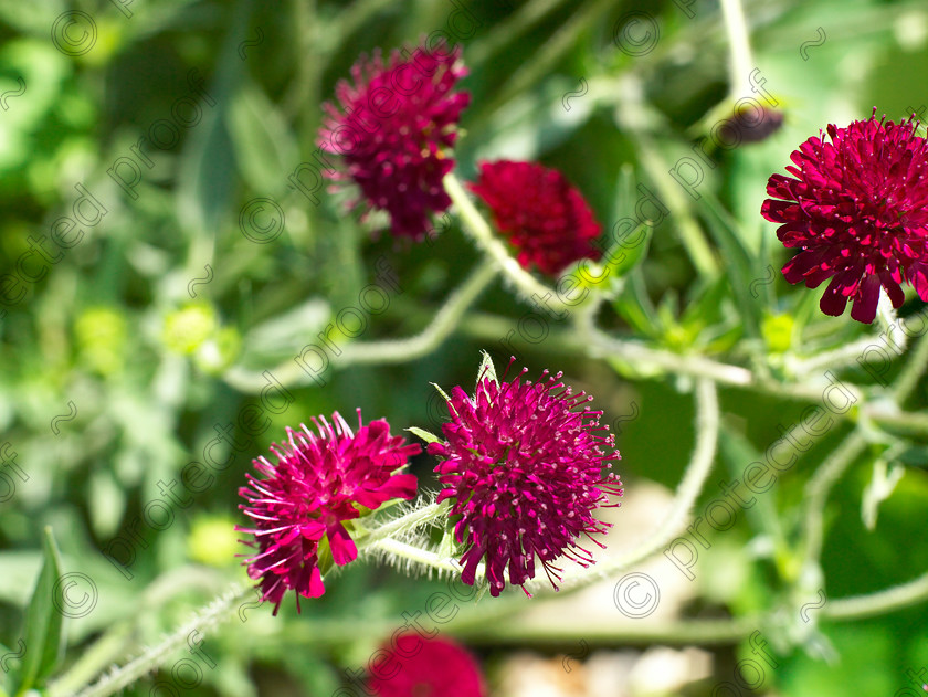 Wildlife garden-27 
 Astrantia major. 
 Keywords: garden sussex flowers wildlife wild Astrantia major