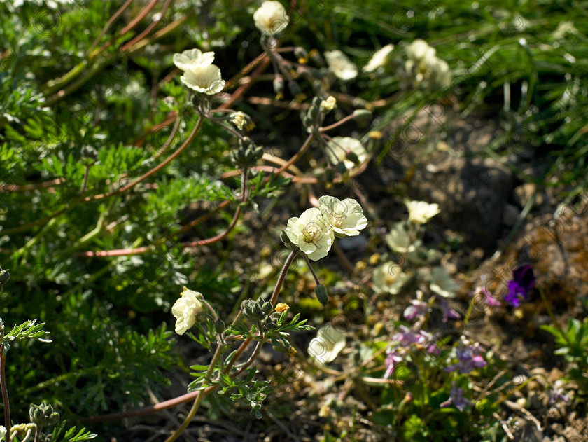 Loose-17 
 Erodium "Orchard Lemon". 
 Keywords: garden kent rockeries alpines flowers bungalow flower beds rockery Erodium Orchard Lemon