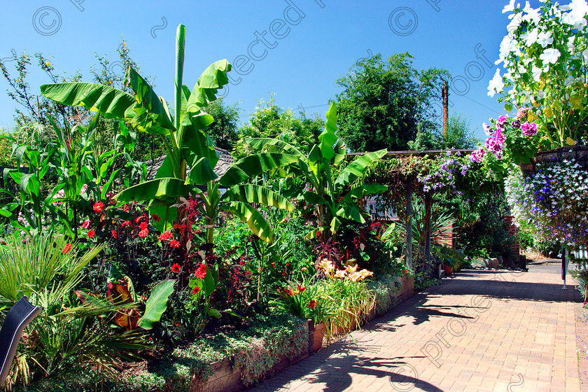 Garden 1 
 raised beds, garden, england, Cannas, tropical