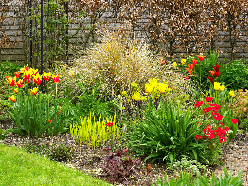 Dormers-17 
 Red & yellow tulips in the "hot" border. 
 Keywords: garden west sussex sussex flowers flower beds chalk countryside hot hot border grasses tulips anemones