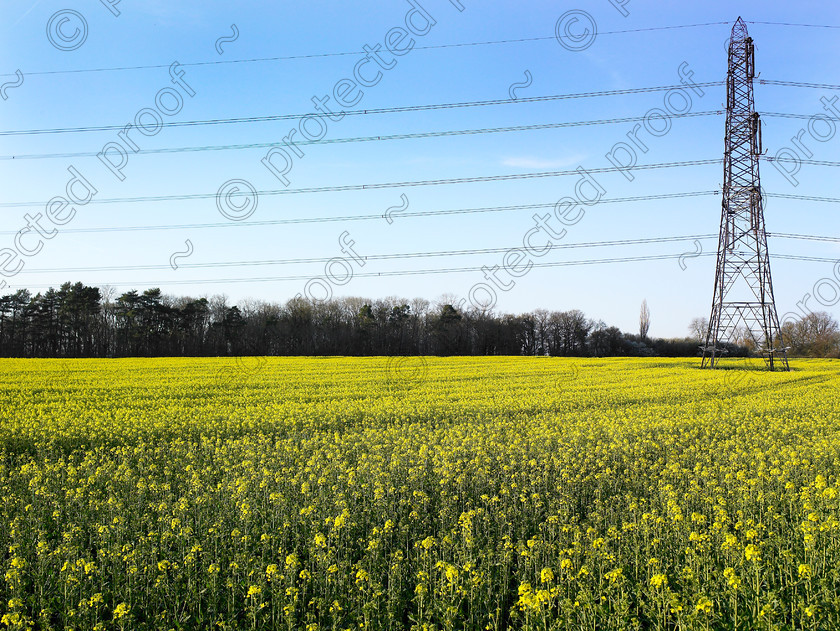 Pylon & yellow-004 
 Electricity pylon in a yellow field. 
 Keywords: electricity, pylon, field, yellow, farm, countryside, U.K., west, sussex,