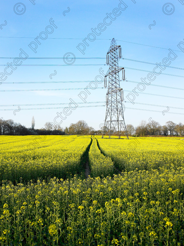 Pylon & yellow-006 
 Electricity pylon in a yellow field. 
 Keywords: electricity, pylon, field, yellow, farm, countryside, U.K., west, sussex,