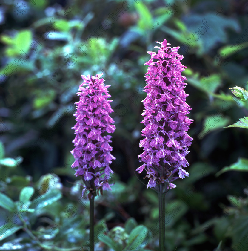 Dactylorhiza 
 Dactylorhiza orchid flower 
 Keywords: flower spotted orchid garden marsh orchid plant countryside