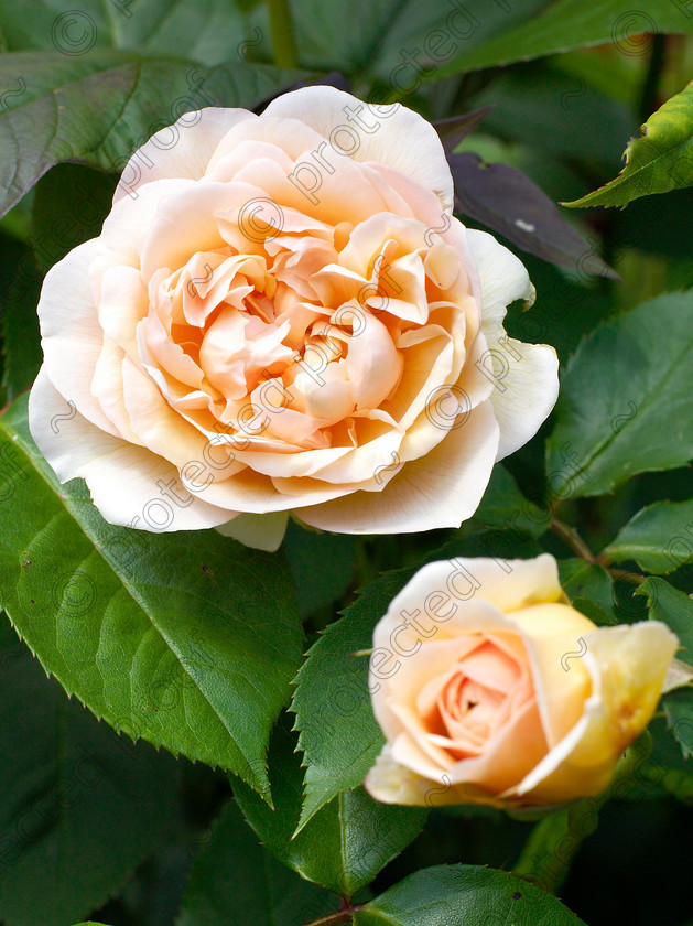 Wildlife garden-25 
 Rosa 'Sweet Juliet' 
 Keywords: garden sussex flowers wildlife wild rose Rosa Sweet Juliet