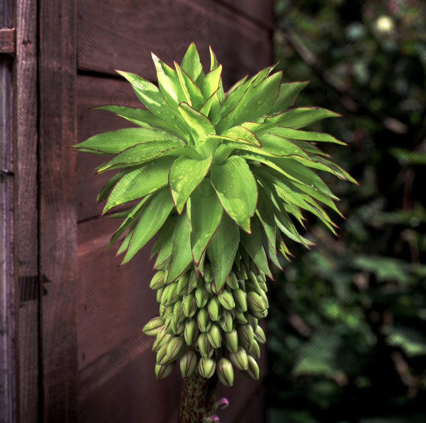 Eucomis 
 Eucomis Pineapple flower 
 Keywords: flower garden pineapple lily green spikey plant countryside