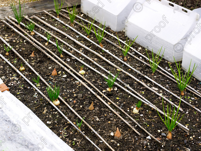 Dormers-5 
 The vegetable garden with the collapsible plastic cloches that Pamela would like to find again. 
 Keywords: garden west sussex sussex flowers flower beds chalk countryside vegetable cloches