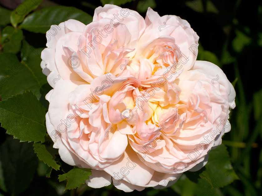 Wildlife garden-24 
 Rosa 'Evelyn' which has a sharp lemony scent & is used by Crabtree & Evelyn for their perfumes. 
 Keywords: garden sussex flowers wildlife wild rose scent smell lemony Rosa Evelyn Crabtree & Evelyn perfume